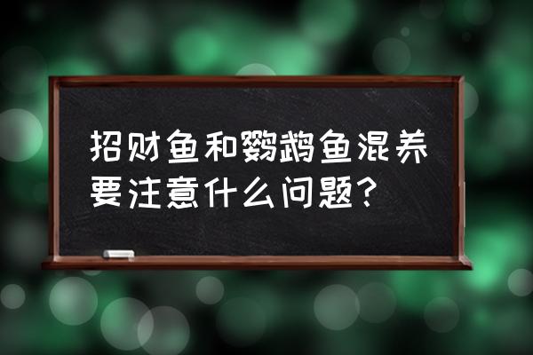 鹦鹉鱼的饲料可以喂招财鱼吗 招财鱼和鹦鹉鱼混养要注意什么问题？