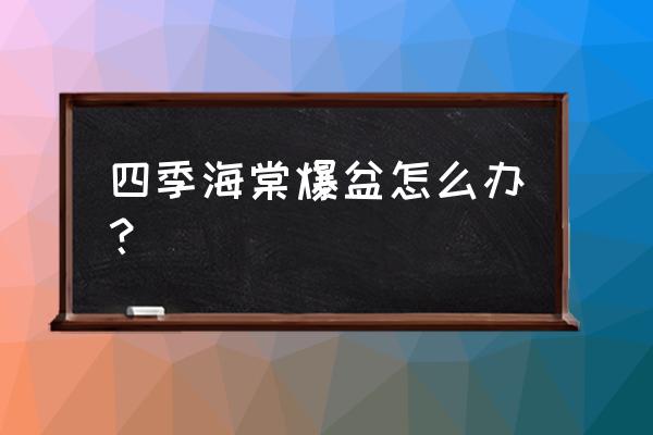 四季海棠冬天可以修剪吗 四季海棠爆盆怎么办？