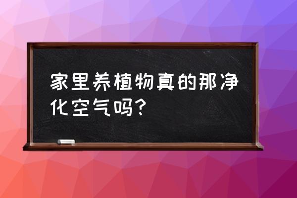 绿植盆栽净化空气吗 家里养植物真的那净化空气吗？