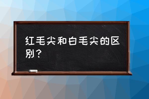 信阳红属于什么茶 红毛尖和白毛尖的区别？