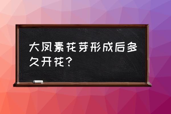 大凤素兰花什么时候开花 大凤素花芽形成后多久开花？