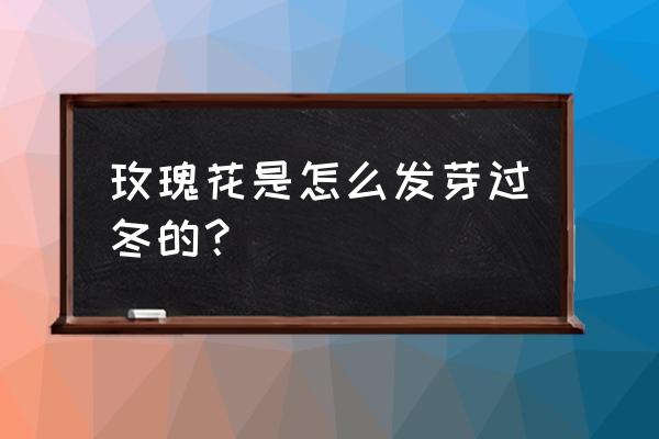 玫瑰花苗怎么过冬 玫瑰花是怎么发芽过冬的？