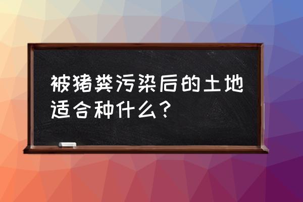 大型养猪场的猪粪种菜有害吗 被猪粪污染后的土地适合种什么？