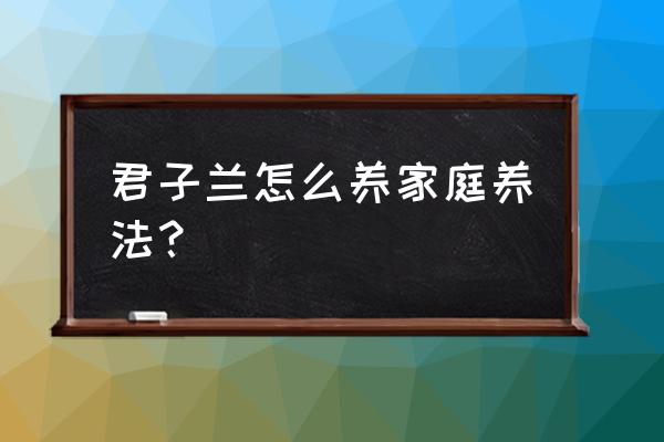 家庭怎样养好君子兰 君子兰怎么养家庭养法？