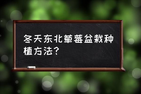 冬季盆栽草莓怎么种植管理 冬天东北草莓盆栽种植方法？