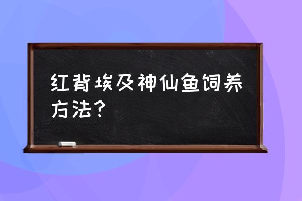 怎么给埃及神仙鱼改口吃饲料 红背埃及神仙鱼饲养方法？