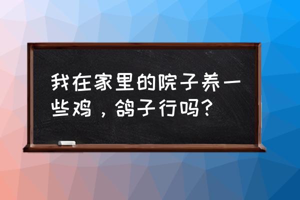 家里养鸡好不好风水好 我在家里的院子养一些鸡，鸽子行吗？