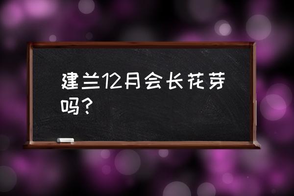 建兰国之宝兰花开花吗 建兰12月会长花芽吗？