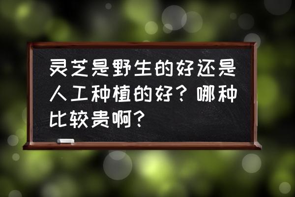 人工盆景灵芝能吃吗 灵芝是野生的好还是人工种植的好？哪种比较贵啊？