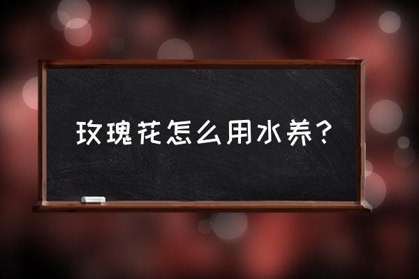 玫瑰花怎样水养 玫瑰花怎么用水养？