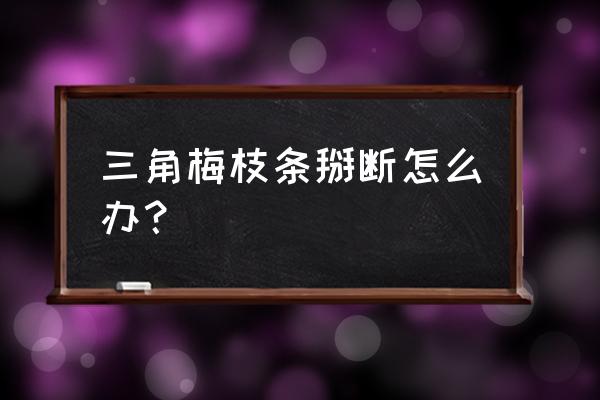 三角梅换盆时根拔断了怎么办 三角梅枝条掰断怎么办？