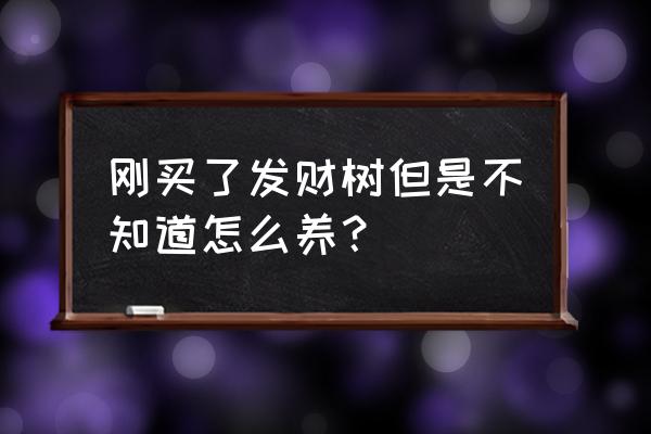 新买的发财树怎么种 刚买了发财树但是不知道怎么养？