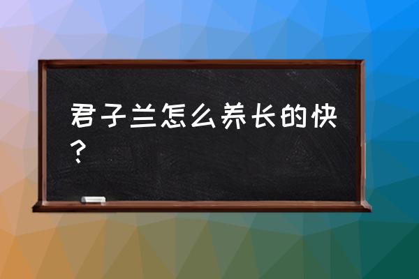 君子兰怎样才能长得快 君子兰怎么养长的快？