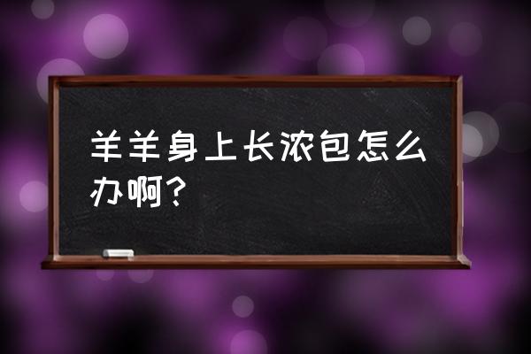 养羊是羊先生病传染给人的吗 羊羊身上长浓包怎么办啊？