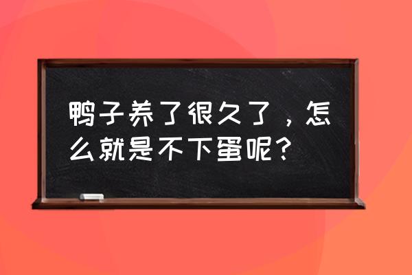 鸭子吃饲料正常怎么就不下蛋 鸭子养了很久了，怎么就是不下蛋呢？