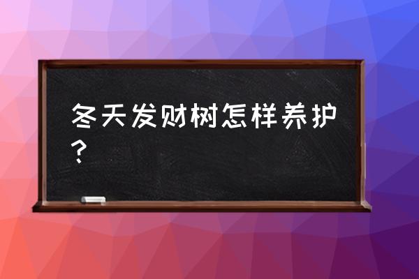 冬天怎样养好发财树 冬天发财树怎样养护？