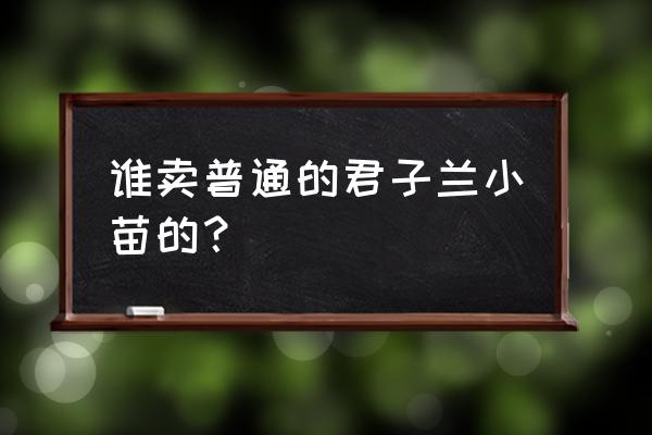 哪里有卖君子兰小苗的 谁卖普通的君子兰小苗的？