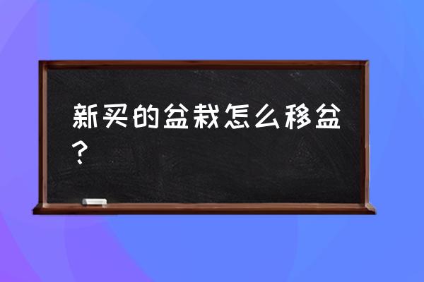 新花盆要怎样处理 新买的盆栽怎么移盆？