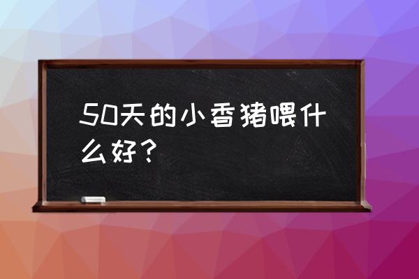 香猪饲养吃什么饲料 50天的小香猪喂什么好？