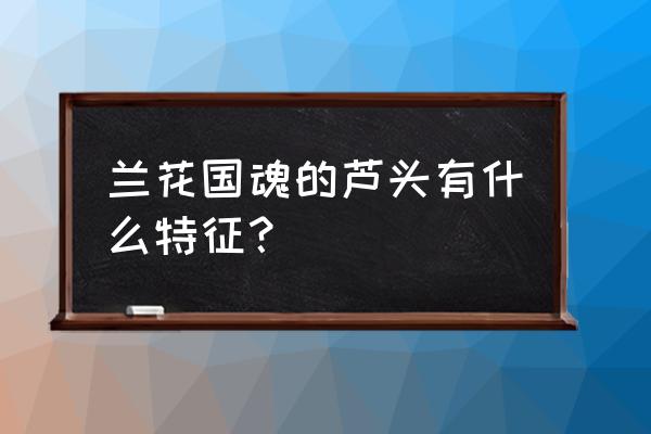 哪里买好品种兰花的芦头 兰花国魂的芦头有什么特征？