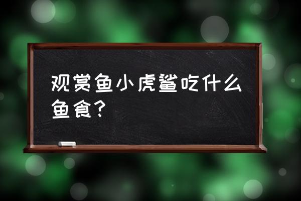 虎头鲨吃什么沉底饲料 观赏鱼小虎鲨吃什么鱼食？