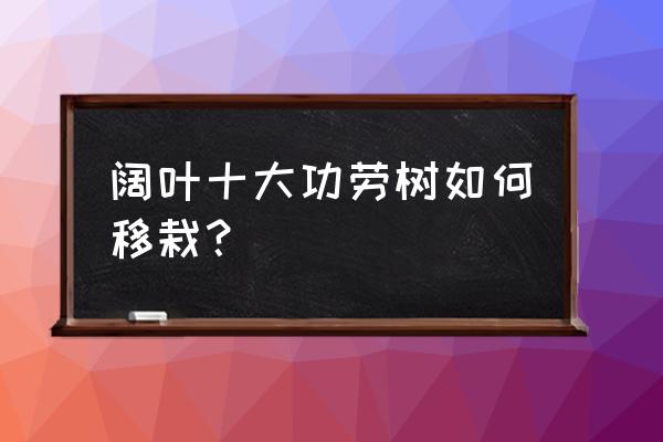 功劳木盆景如何养好 阔叶十大功劳树如何移栽？