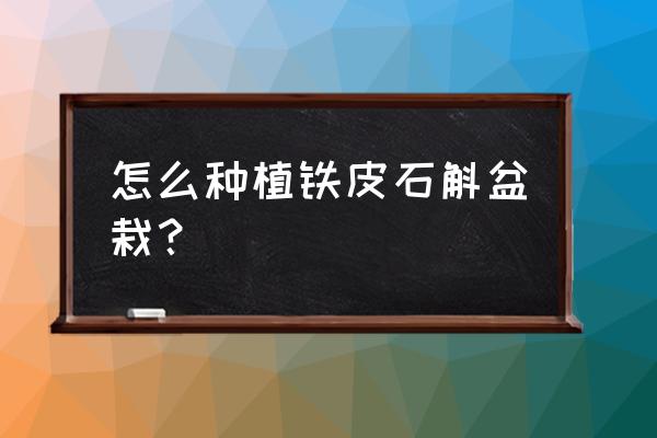 怎样种好盆栽铁皮石斛 怎么种植铁皮石斛盆栽？