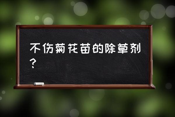 百草枯对马唐草有效吗 不伤菊花苗的除草剂？