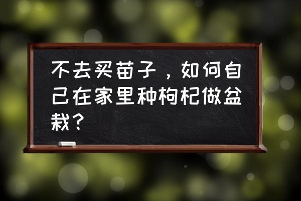 枸杞树在花盆里面怎么栽培 不去买苗子，如何自己在家里种枸杞做盆栽？