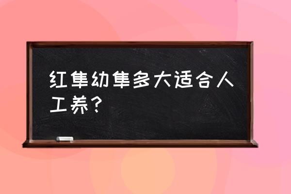 红隼雏鸟喂小鸡饲料可以吗 红隼幼隼多大适合人工养？