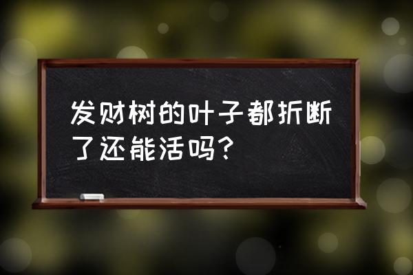 发财树叶子断怎么回事 发财树的叶子都折断了还能活吗？