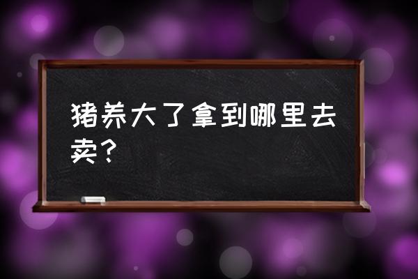 什么地方回收养猪 猪养大了拿到哪里去卖？