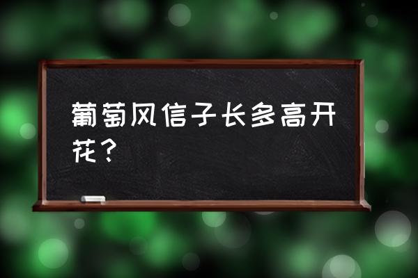 养葡萄风信子用什么花盆 葡萄风信子长多高开花？