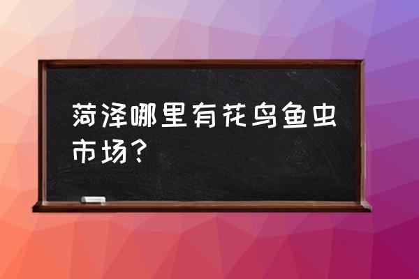 山东菏泽苗木市场在哪里 菏泽哪里有花鸟鱼虫市场？