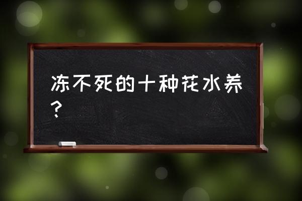 什么植物水培可以过冬 冻不死的十种花水养？