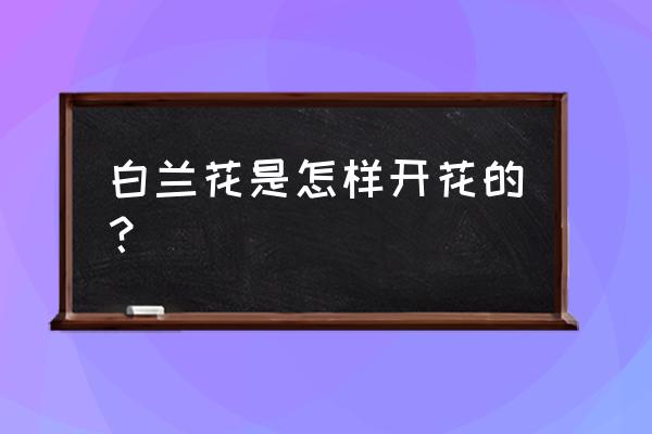 白兰花能用自来水浇吗 白兰花是怎样开花的？