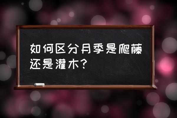 如何看一个月季是爬藤还是灌木 如何区分月季是爬藤还是灌木？