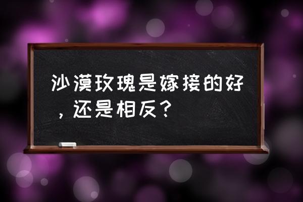 重瓣沙漠玫瑰都要嫁接吗 沙漠玫瑰是嫁接的好，还是相反？