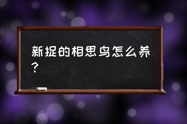 相思鸟幼鸟可以吃画眉饲料吗 新捉的相思鸟怎么养？