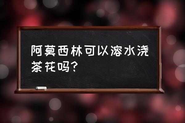 青霉素对花卉能用吗 阿莫西林可以溶水浇茶花吗？