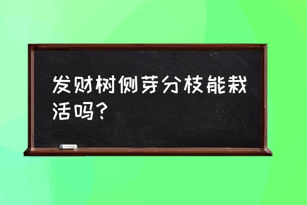 发财树叉子能栽活吗 发财树侧芽分枝能栽活吗？