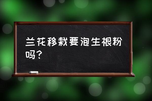 兰花换盆要不要用生根水泡根 兰花移栽要泡生根粉吗？