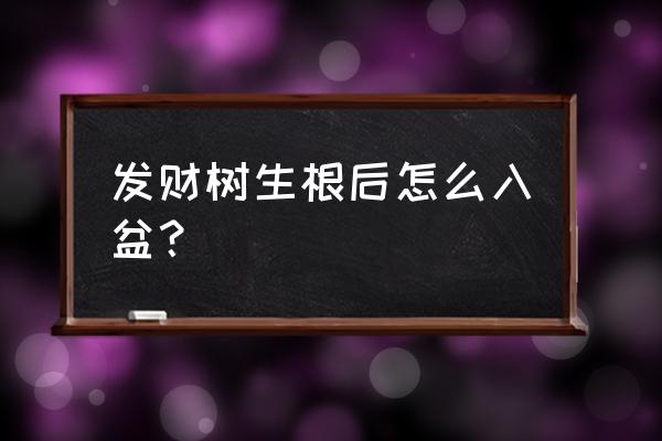 发财树根如何移栽花盆 发财树生根后怎么入盆？