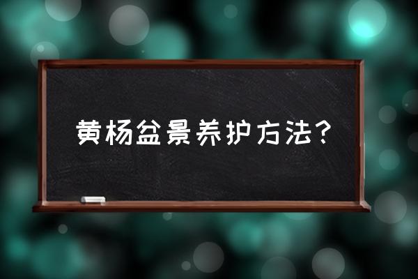 盆栽黄扬怎样养好平时怎样保养 黄杨盆景养护方法？