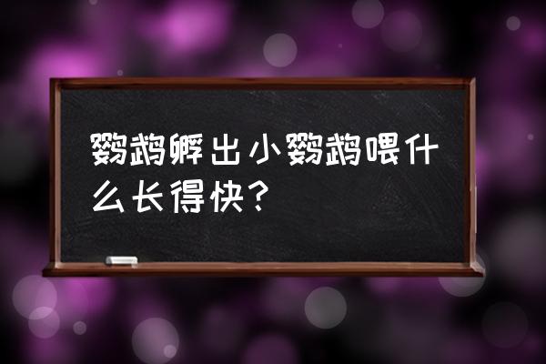 鹦鹉破壳幼鸟喂什么饲料 鹦鹉孵出小鹦鹉喂什么长得快？