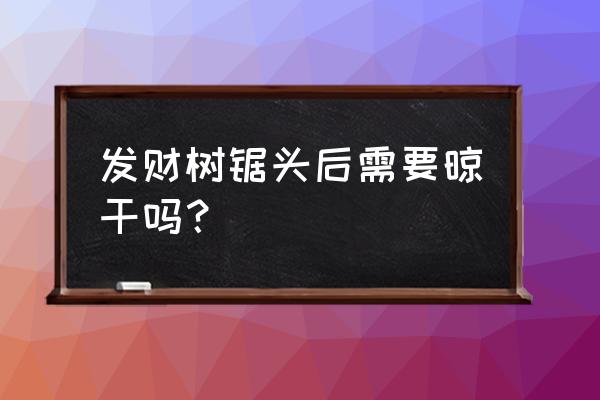 发财树锯开后怎么消毒 发财树锯头后需要晾干吗？