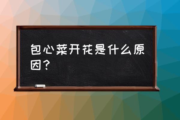 包菜开始包心喷什么药 包心菜开花是什么原因？