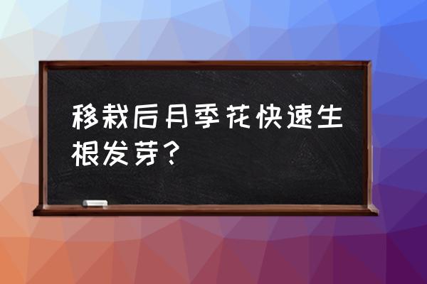 新移栽的苗木快速生根方法 移栽后月季花快速生根发芽？