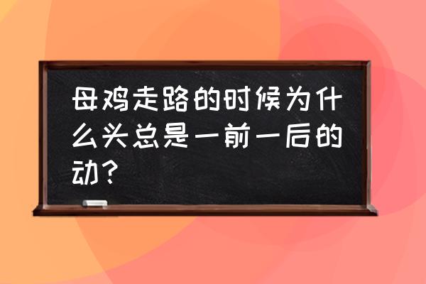 鸡头部疾病对照表 母鸡走路的时候为什么头总是一前一后的动？