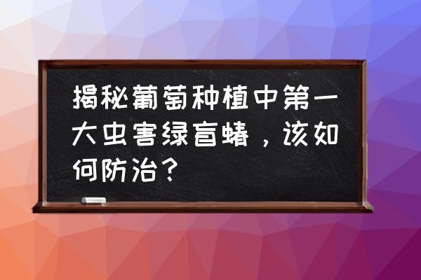 路边结一串串黑色果子的什么树 揭秘葡萄种植中第一大虫害绿盲蝽，该如何防治？